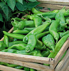 a_chile-box-for-web-8