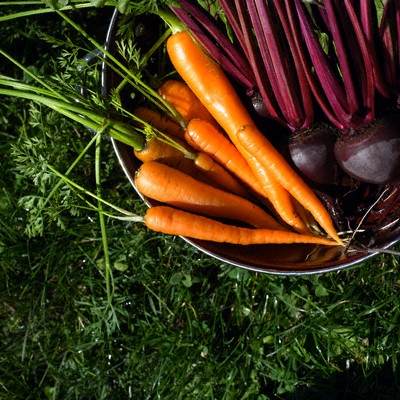 Fresh vegetables from the garden